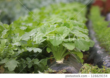 Turnips swaying in the wind 128829154