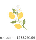 Vector drawing lemon tree branch with fruits,flowers and green leaves isolated at white background 128829169