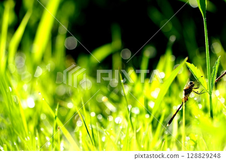 A dragonfly resting on a blade of grass covered with morning dew 128829248