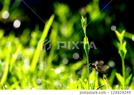 Dragonfly that stops in the grass Dragonfly that stops in the grass 128829249