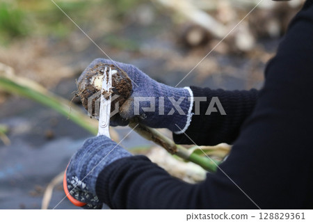 A woman harvesting garlic A woman harvesting garlic 128829361