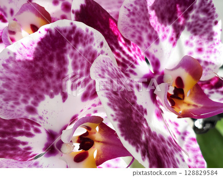 Delicate pink orchid flower close up on a soft blurred background. Blooming exotic houseplant indoors. Minimalist floral composition with copy space. Elegant tropical flower macro Delicate pink orchid flower close up on a soft blurred background. Blooming exotic houseplant indoors. Minimalist floral composition with copy space. Elegant tropical flower macro 128829584