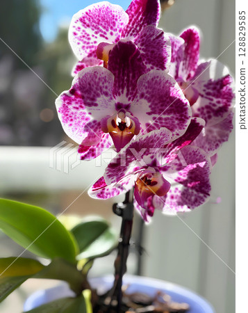 Delicate pink orchid flower close up on a soft blurred background. Blooming exotic houseplant indoors. Minimalist floral composition with copy space. Elegant tropical flower macro Delicate pink orchid flower close up on a soft blurred background. Blooming exotic houseplant indoors. Minimalist floral composition with copy space. Elegant tropical flower macro 128829585