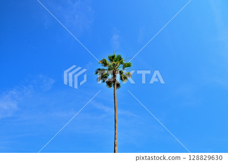 Palm trees and blue sky and clouds 128829630