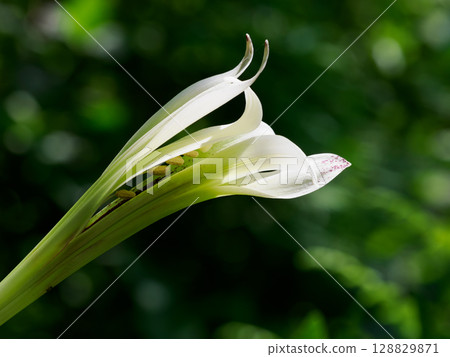雄蕊的花藥從 Ubayuri 花中探出 128829871