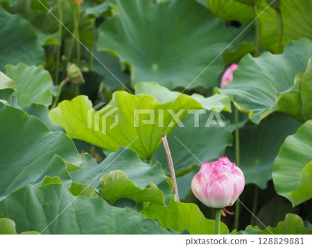 從葉子之間偷看的蓮花 128829881