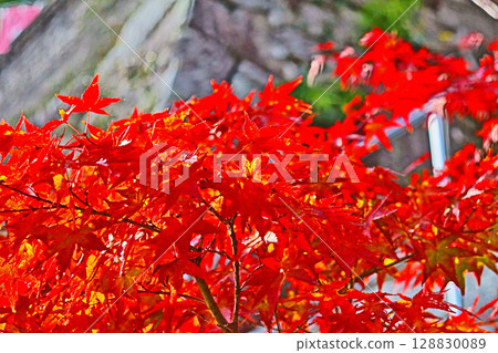 一棵明亮的楓樹，葉子鮮紅 128830089