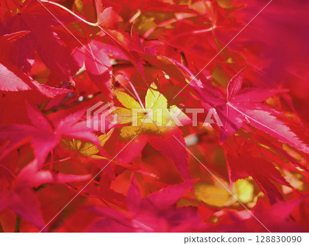 楓葉在秋天變成鮮紅色 128830090