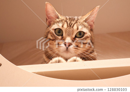 警惕的眼睛 128830103