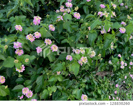A cluster of lantana blooming among green leaves 128830260