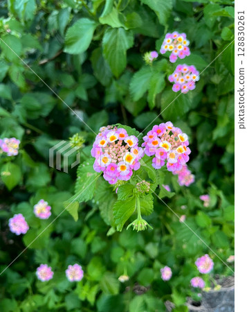 Pink lantana blooming among greenery 128830261