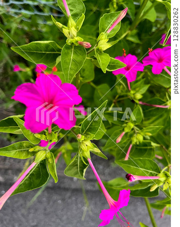 Bright pink Mirabilis mirabilis Bright pink Mirabilis mirabilis 128830262