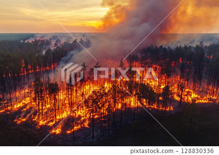 Aerial view of burning pine forest during summer wildfire 128830336