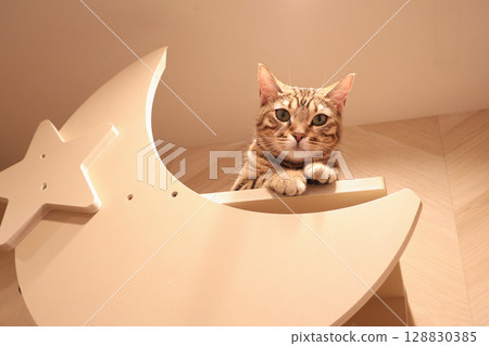 Cat on the Moon Cat on the Moon 128830385