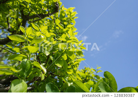 The greenery of spring The greenery of spring 128830387