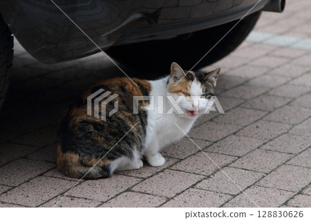 Cat playing under the car 128830626