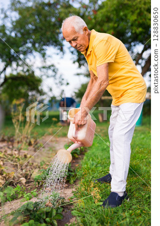 Senior man watering strawberry shrubs Senior man watering strawberry shrubs 128830650