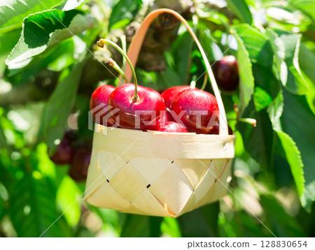 ripe juicy cherry berry in wicker basket on tree in cherry garden 128830654