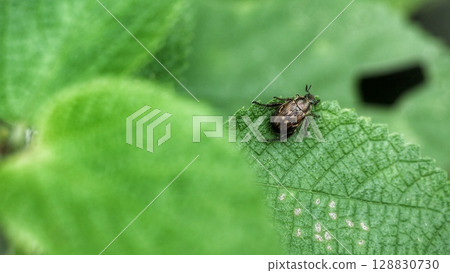 Semarathogene Semarathogene 128830730