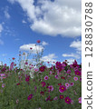 Cosmos 128830788