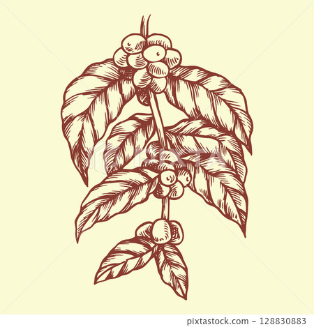 branch with coffee fruits. vector illustration in vintage sketch style branch with coffee fruits. vector illustration in vintage sketch style 128830883