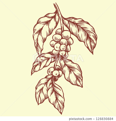 branch with coffee fruits. vector illustration in vintage sketch style 128830884