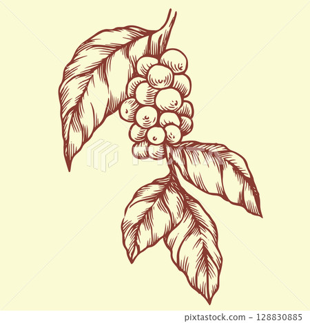 branch with coffee fruits. vector illustration in vintage sketch style branch with coffee fruits. vector illustration in vintage sketch style 128830885
