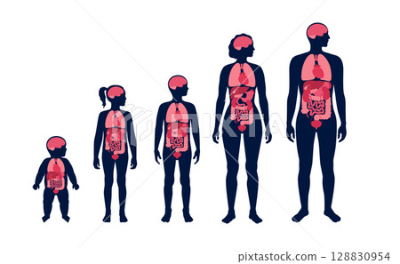 Internal organs in the human body 128830954