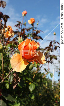 Blue sky and a large blooming rose, Brandy, vertical Blue sky and a large blooming rose, Brandy, vertical 128831088