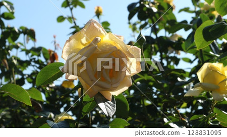 Cream-colored roses with petals that shine through the light Cream-colored roses with petals that shine through the light 128831095
