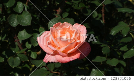 A large, shining pink rose A large, shining pink rose 128831096