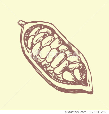 cocoa fruits. vector illustration in vintage sketch style 128831292