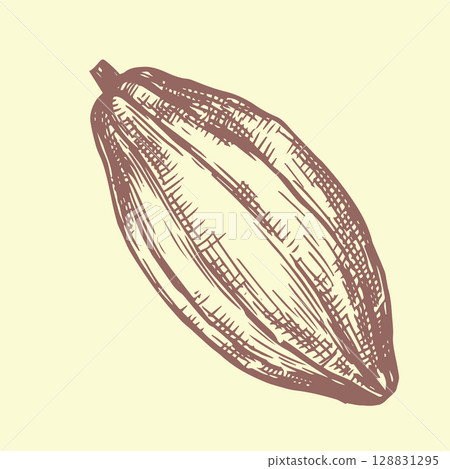 cocoa fruits. vector illustration in vintage sketch style cocoa fruits. vector illustration in vintage sketch style 128831295