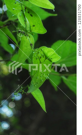 我討厭烏鴉 128831700