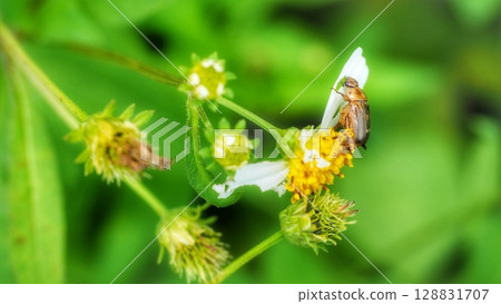 A spotted scarab beetle eating a flower petal A spotted scarab beetle eating a flower petal 128831707