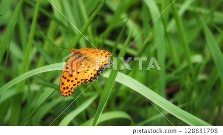 A male Swallowtail butterfly resting its wings A male Swallowtail butterfly resting its wings 128831708