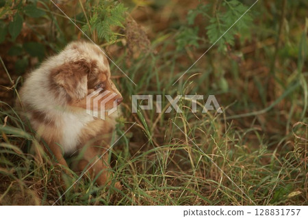 Brown and white dog is sitting in the grass Brown and white dog is sitting in the grass 128831757