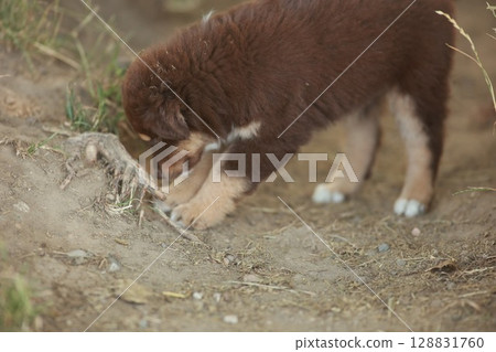 Brown puppy is digging in the dirt 128831760