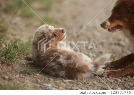 Small brown and white dog lays on the ground next to a larger brown 128831776