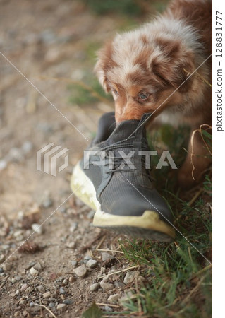 Dog is sniffing a shoe on the ground Dog is sniffing a shoe on the ground 128831777