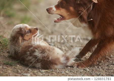 Small dog is laying on the ground while a larger dog is standing over it 128831781