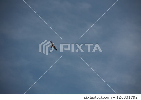 Bird is flying in the sky above a blue and cloudy sky 128831792