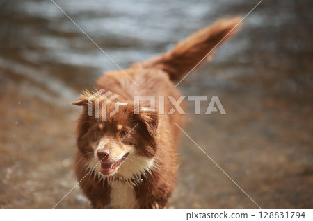 Brown and white dog is standing in the water, looking at the camera 128831794