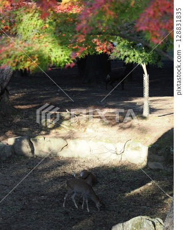 奈良公園的鹿 128831835