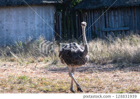 鴕鳥散步時間 128831939