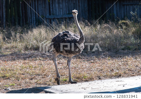 Ostrich Walking Time Ostrich Walking Time 128831941