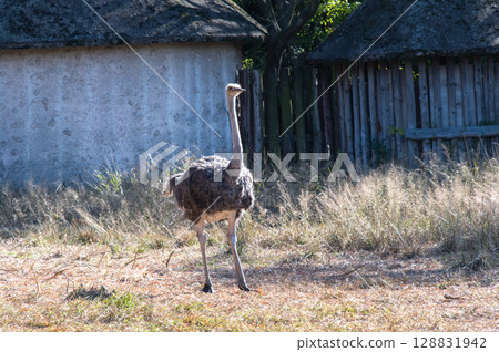 Ostrich Walking Time Ostrich Walking Time 128831942