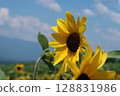 Sunflower field in Akeno, Hokuto City (large sunflowers) 128831986