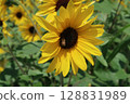 Sunflower field in Akeno, Hokuto City (large sunflowers and honeybees) 128831989