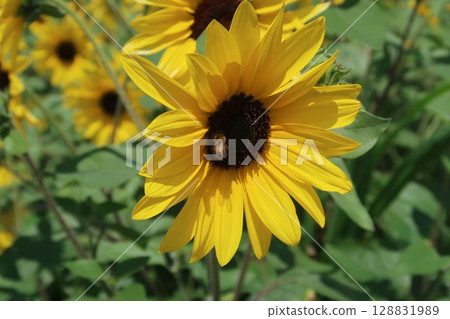 Sunflower field in Akeno, Hokuto City (large sunflowers and honeybees) 128831989